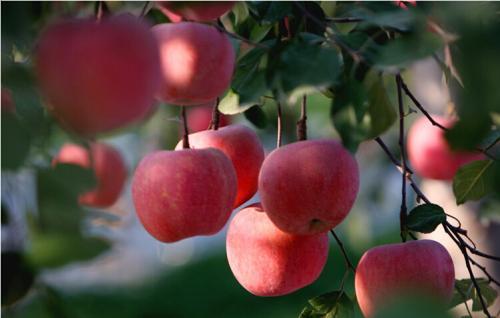 苹果种植所要的条件,苹果种植技术与管理简介范文