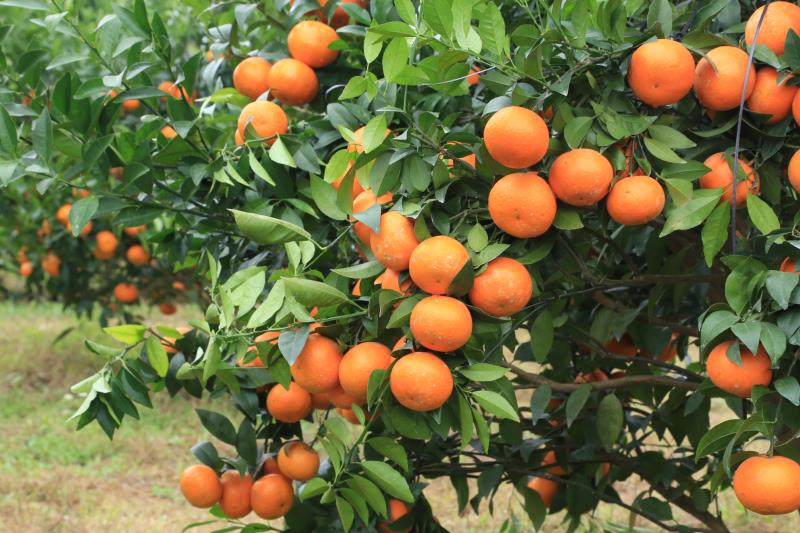 深情的表白一段话,深情的表白的情话