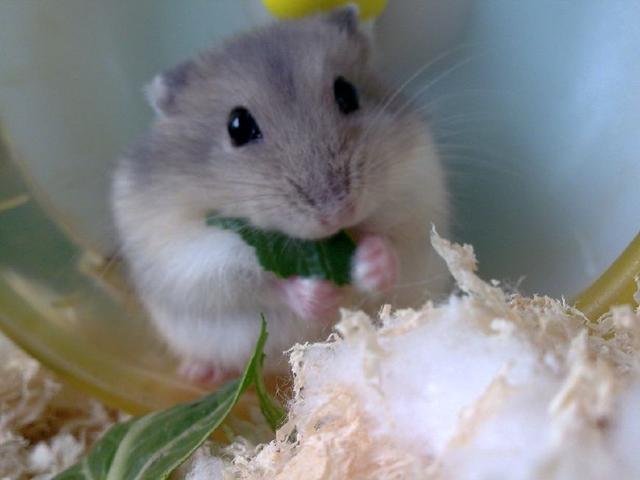 怎么养仓鼠才能把仓鼠活得更久,新手养仓鼠和高手养仓鼠的区别