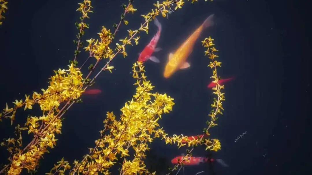 大连外国语大学2024年招生简章,大连外国语大学2021年研究生调剂