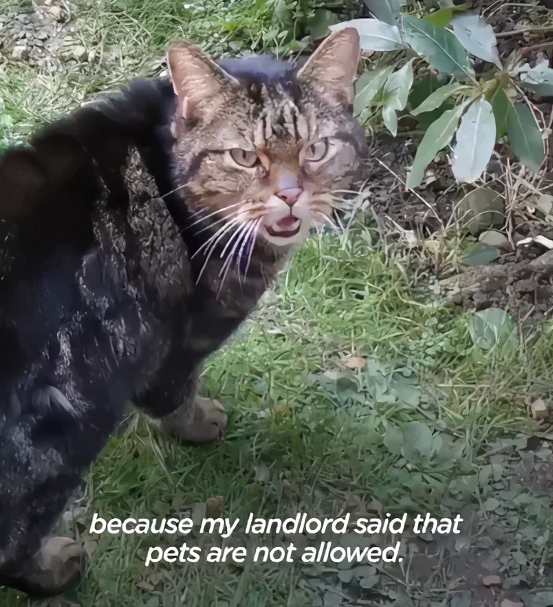 养了十多天的猫损失了几万元,偷偷养只猫最后全军覆没