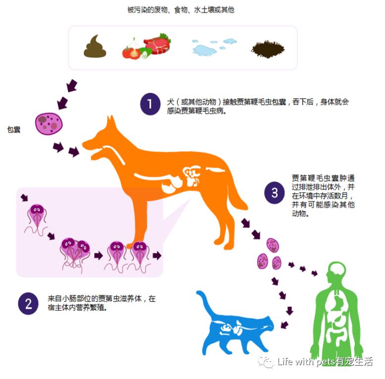 猫咪科普便便,猫屎软便是体内有寄生虫了吗
