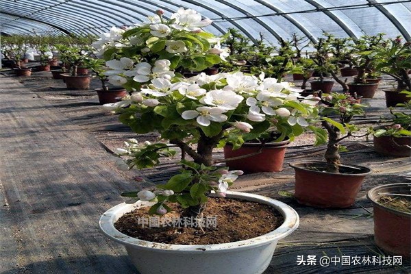 盆栽苹果用什么肥料好,苹果盆栽可以直接用大盆吗