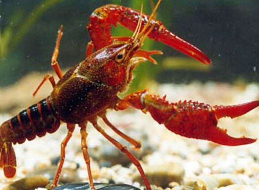 湖北潜江养龙虾,湖北潜江龙虾价格表