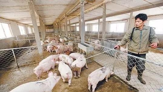 母猪乳房炎防治及措施,母猪得了乳房炎打什么针最好