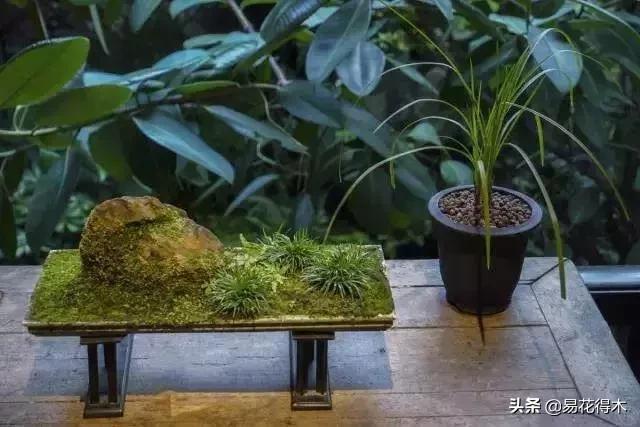 赞美菖蒲盆景的诗句,盆景诗词经典赏析