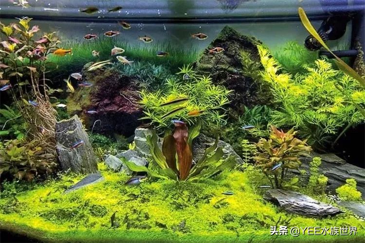 鱼平时喂饲料吃什么改善,鱼不喂饲料喂什么好养