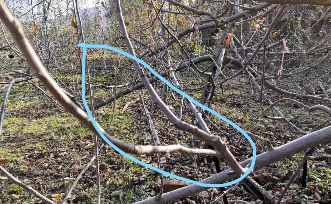 最简单易学的苹果树修剪方法,手把手教您如何进行苹果树修剪