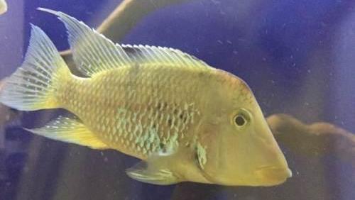 南美慈鲷,慈鲷有黑色的吗