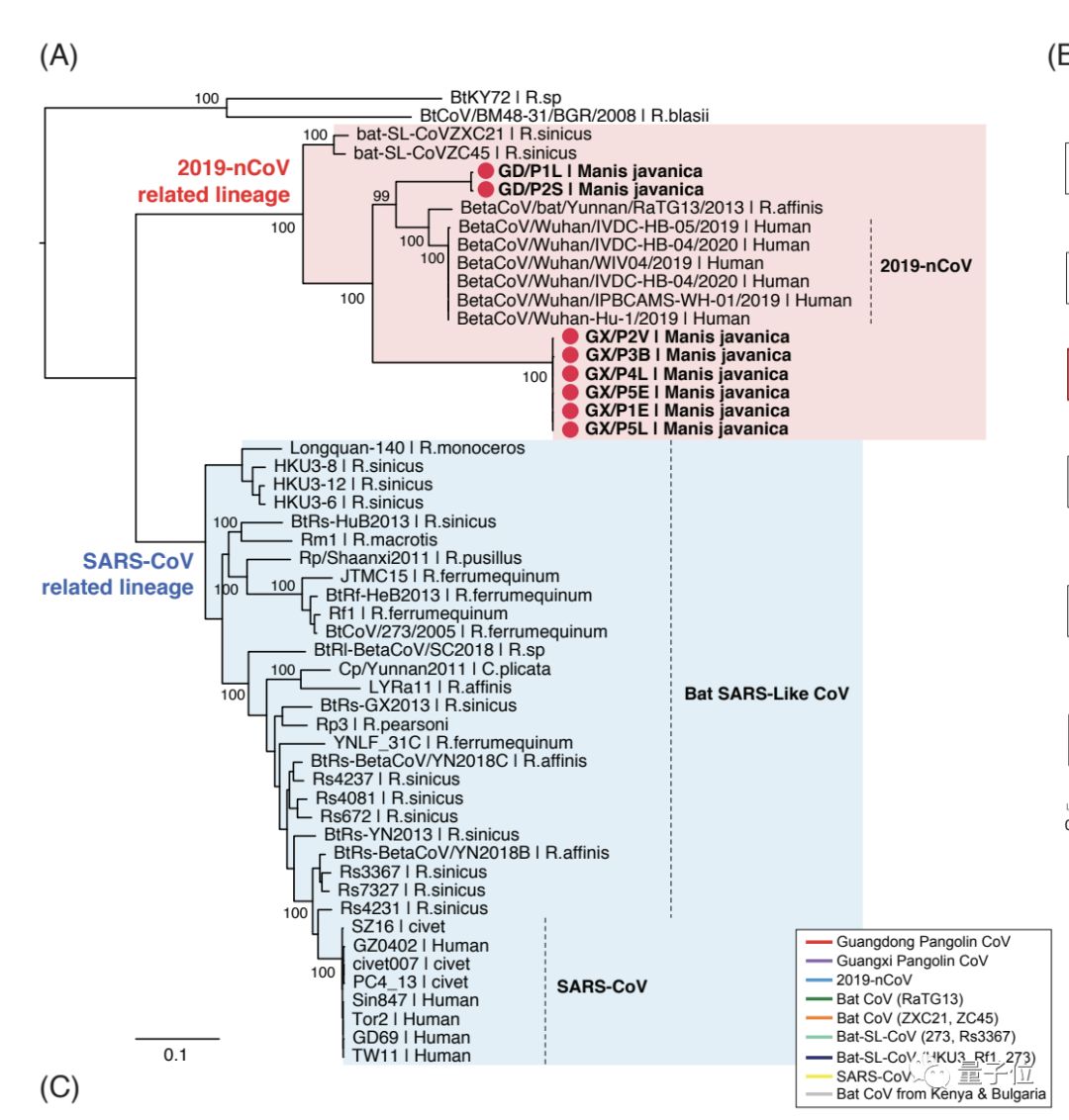 管轶等人最新证据：*私走**的穿山甲携带冠状病毒，与新冠病毒高度相似