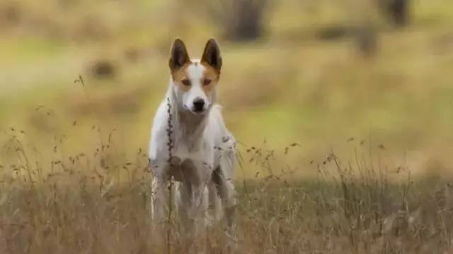 疫情在家陪娃学习新技能,在家隔离教你怎么训练孩子