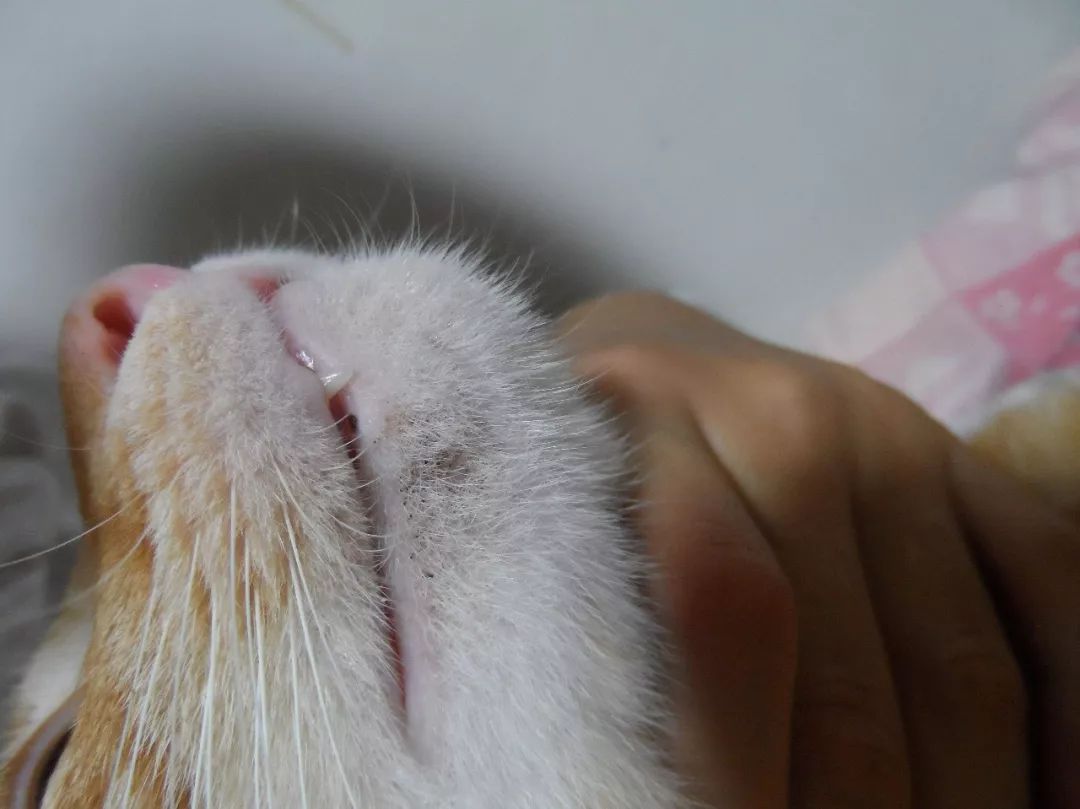 怎么预防猫咪黑下巴,三分钟搞定猫咪黑下巴问题