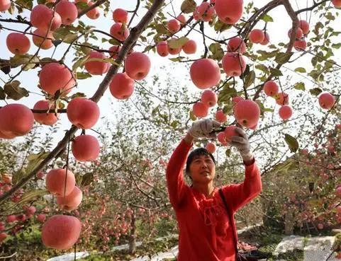 苹果大面积滞销掉价果商边卖边亏,苹果果农都是怎么销售出去的