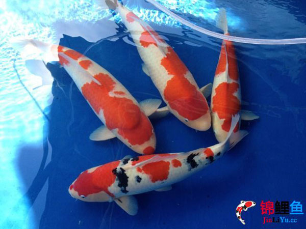 富贵锦鲤鱼黄金,富贵锦鲤鱼核雕