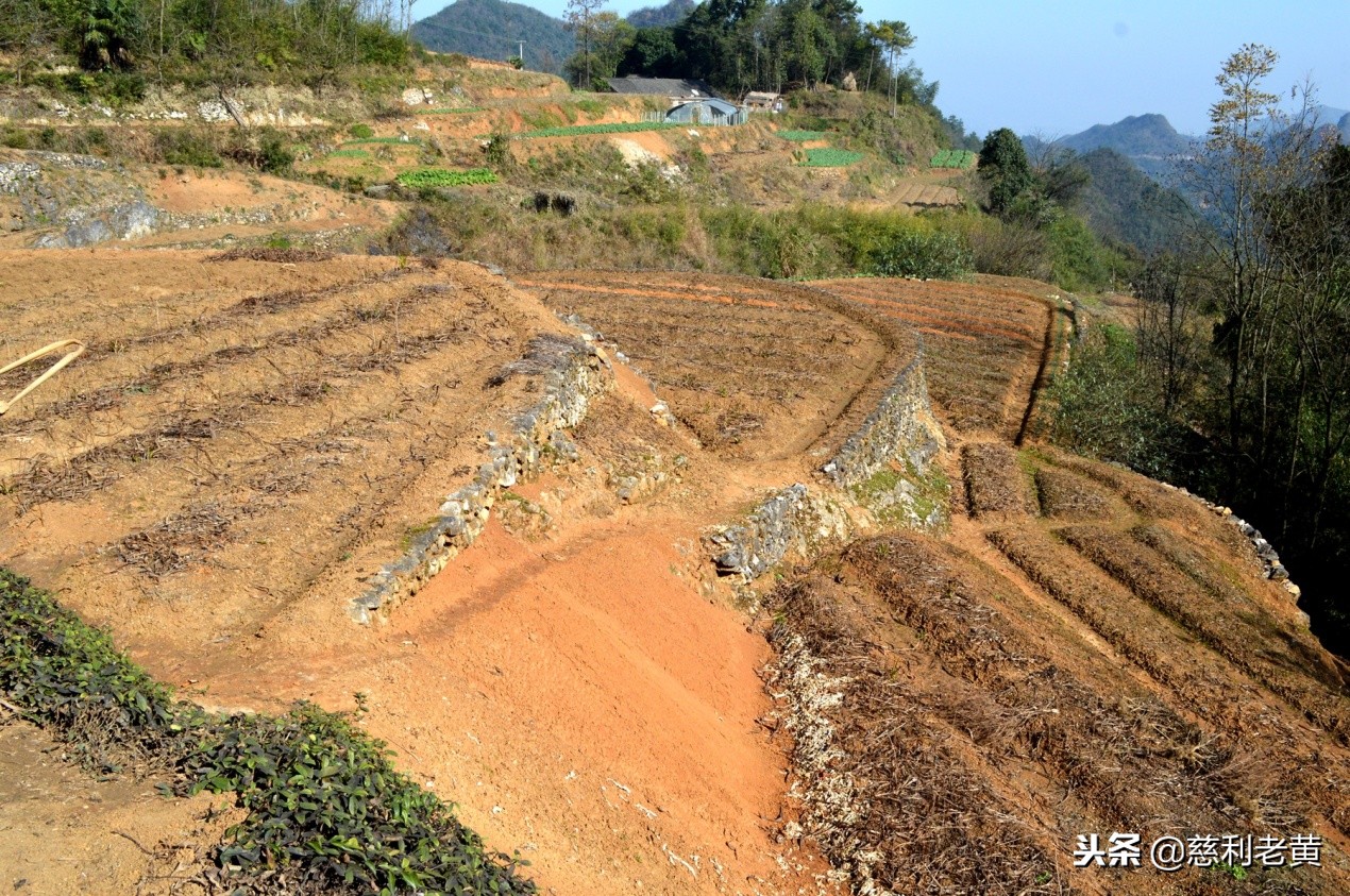 脱贫故事：尹桂林种白芨告别了单身