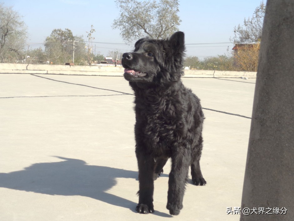 东北人喜欢养的大型犬,东北常见的犬种