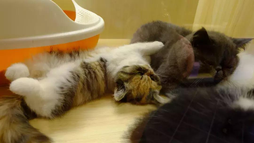 北京南锣鼓巷东一公里打卡地,北京南锣鼓巷旅游攻略必玩的景点