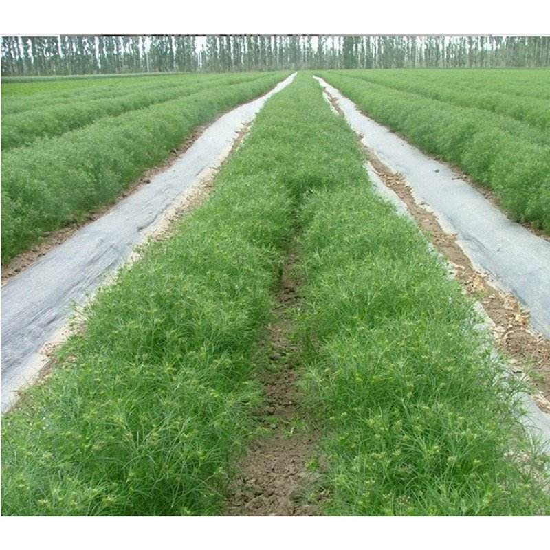 小茴香种植高产技术,小茴香怎么种植才能长得好