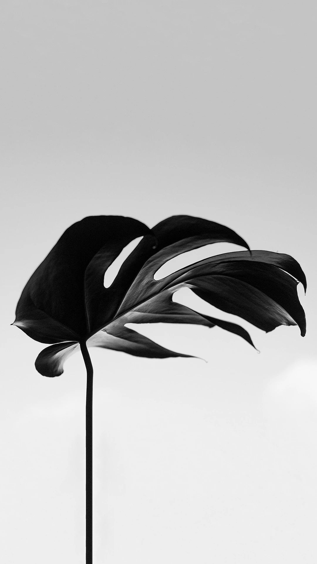 今日超好看质感壁纸（1080x1920）,1125x2436两种分辨率