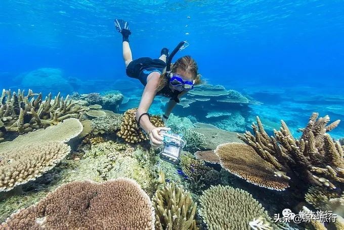 巨蜥像退休大爷休闲漫步；满海的活珊瑚、海葵…国家公园开岛啦