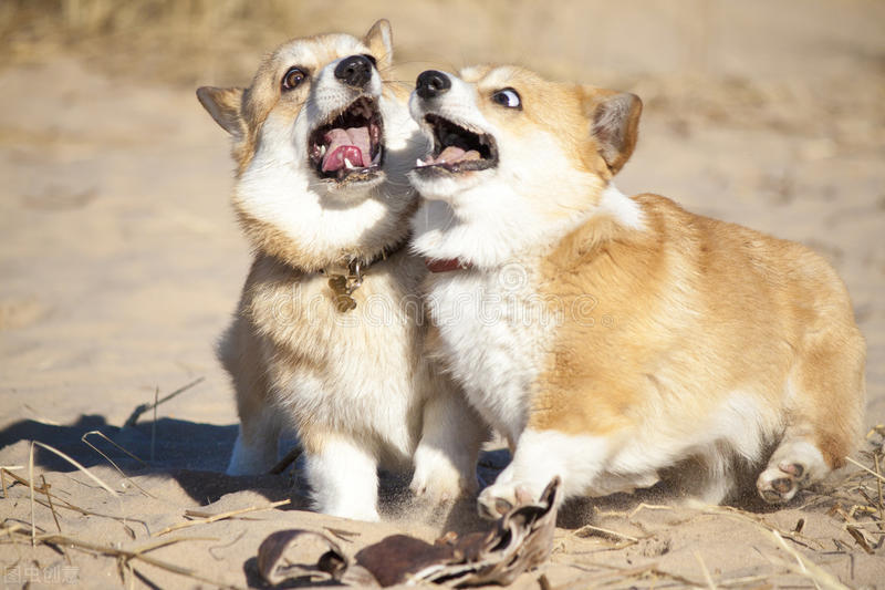 柯基犬的优点缺点有哪些,伊丽莎白女王的柯基犬怎么样了