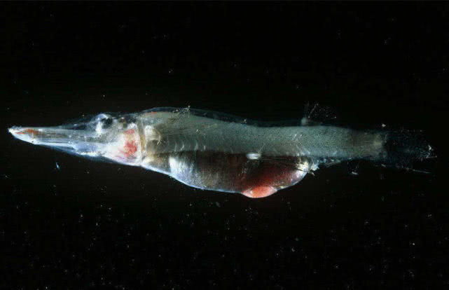 世界上最丑的鱼叫什么鱼,世界上有哪些极丑的鱼