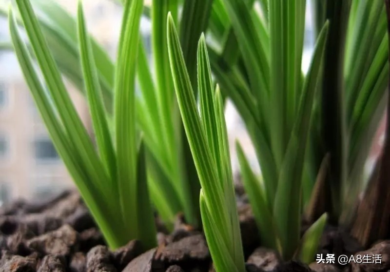 每日一品兰花价格,每日一品茶叶