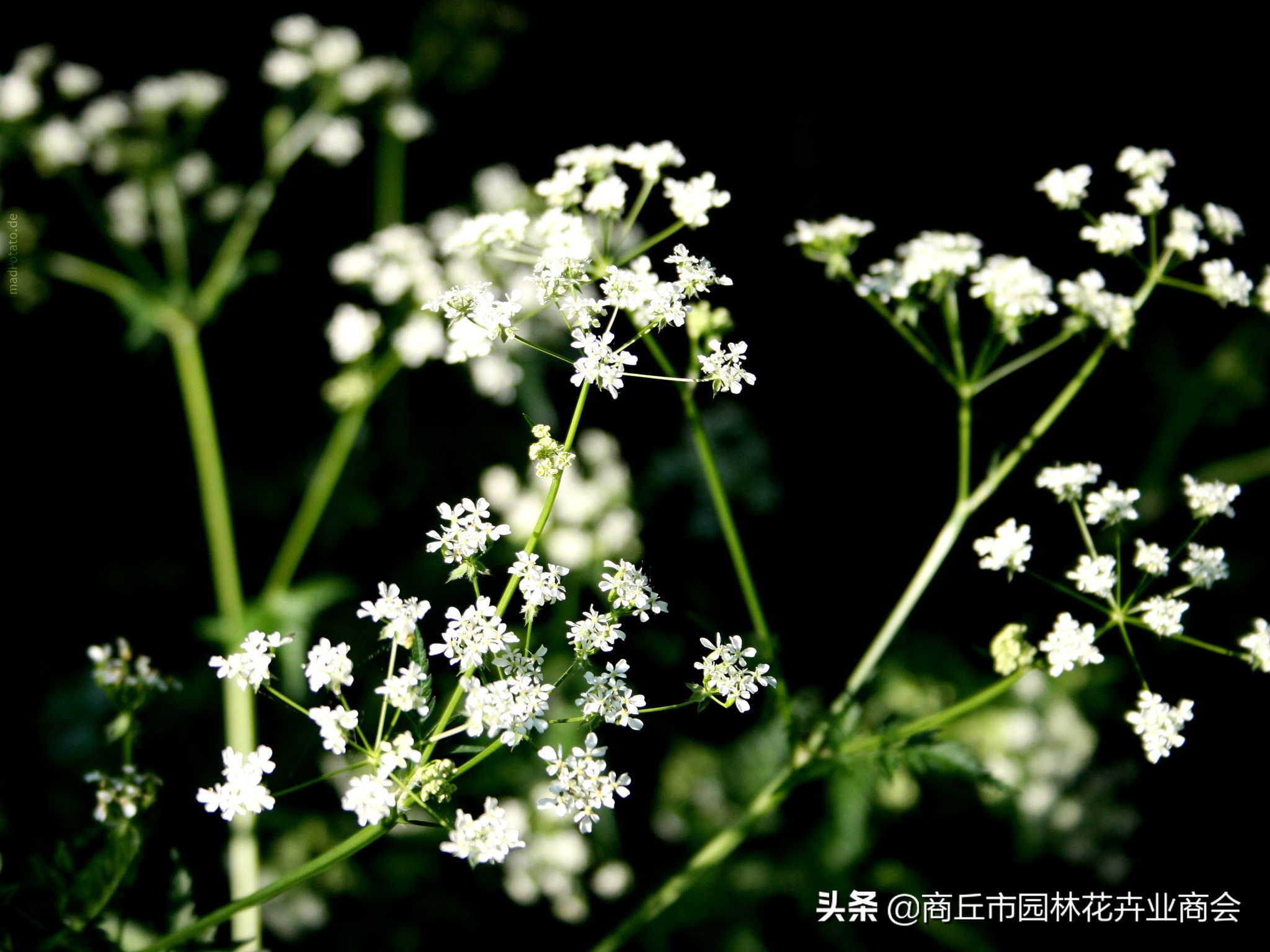 花卉绿叶萎蔫是啥原因如何救,花卉枯萎了如何补救