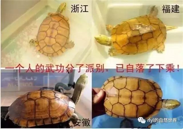 黄喉拟水龟注意事项,黄喉拟水龟种类区别