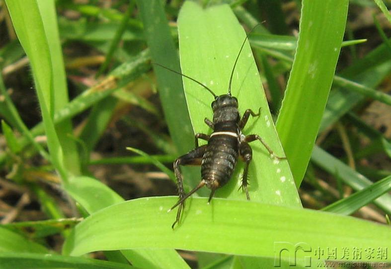 Eublepharismacularius豹纹守宫