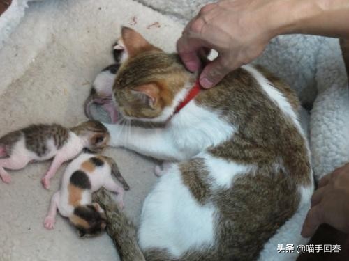 猫难产怎么挽救,猫难产是什么原因造成的