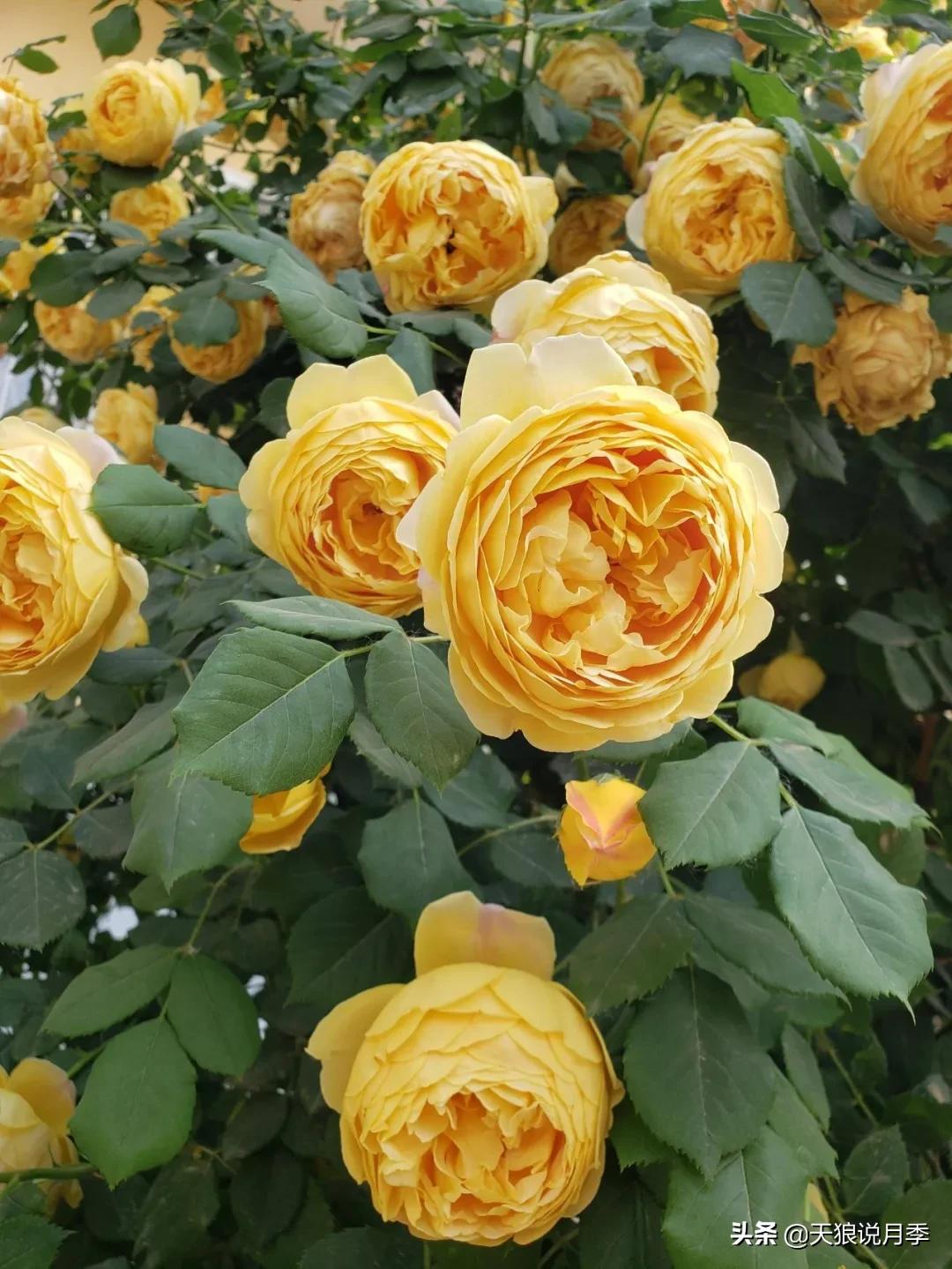 圆滚滚的绣球，瀑布般的花墙，这届花友也太会种花了吧