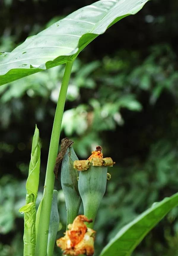 25种常见有毒的花草树木,警惕50种有毒植物
