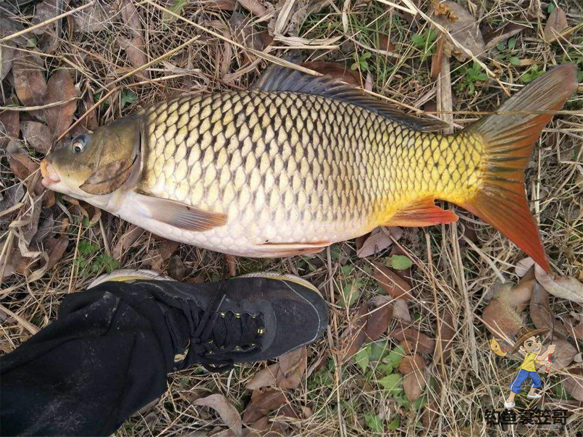 冬季野钓如何打窝能快速诱鱼,什么打窝方法诱鱼最快