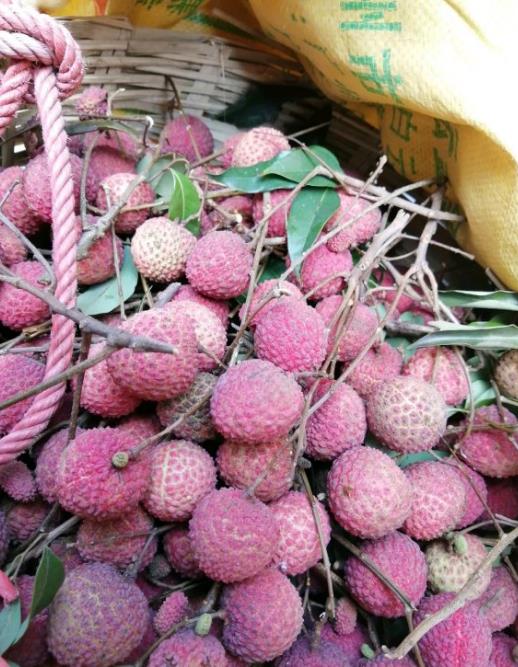 了解荔枝叶尖干枯原因，采取合理的解决办法，促进叶茂果甜