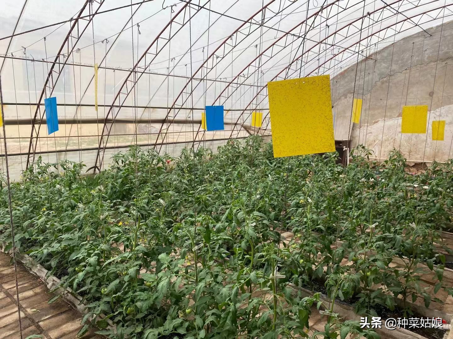 种菜总是长虫怎么处理,种菜里有小蚜虫怎么办