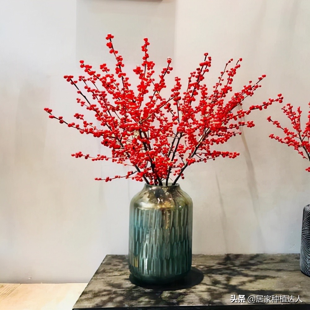 北美冬青开花图片,北美冬青的叶子