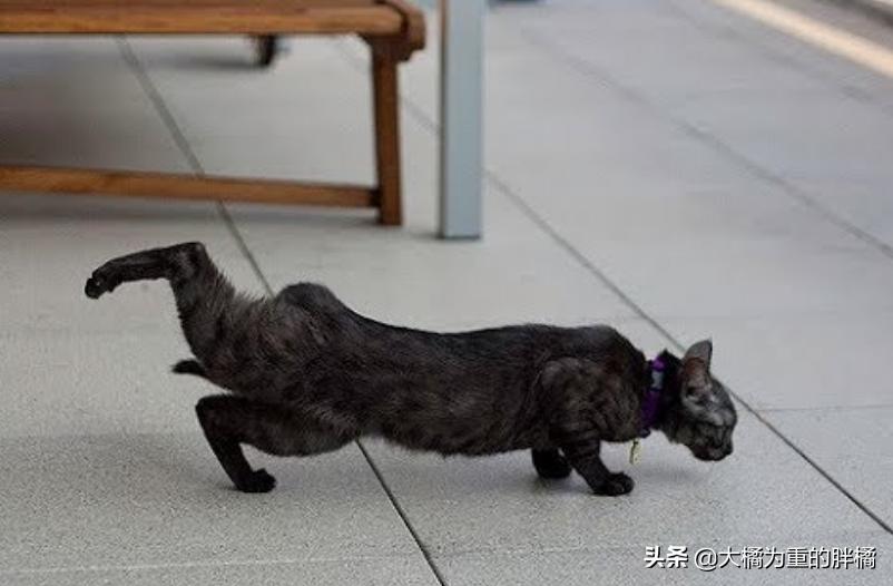 猫咪翘起屁股什么意思,猫咪翘着屁股睡觉啥意思