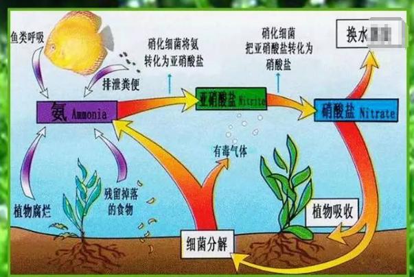 鱼缸硝化细菌真能起作用吗,鱼缸到底该不该加硝化细菌