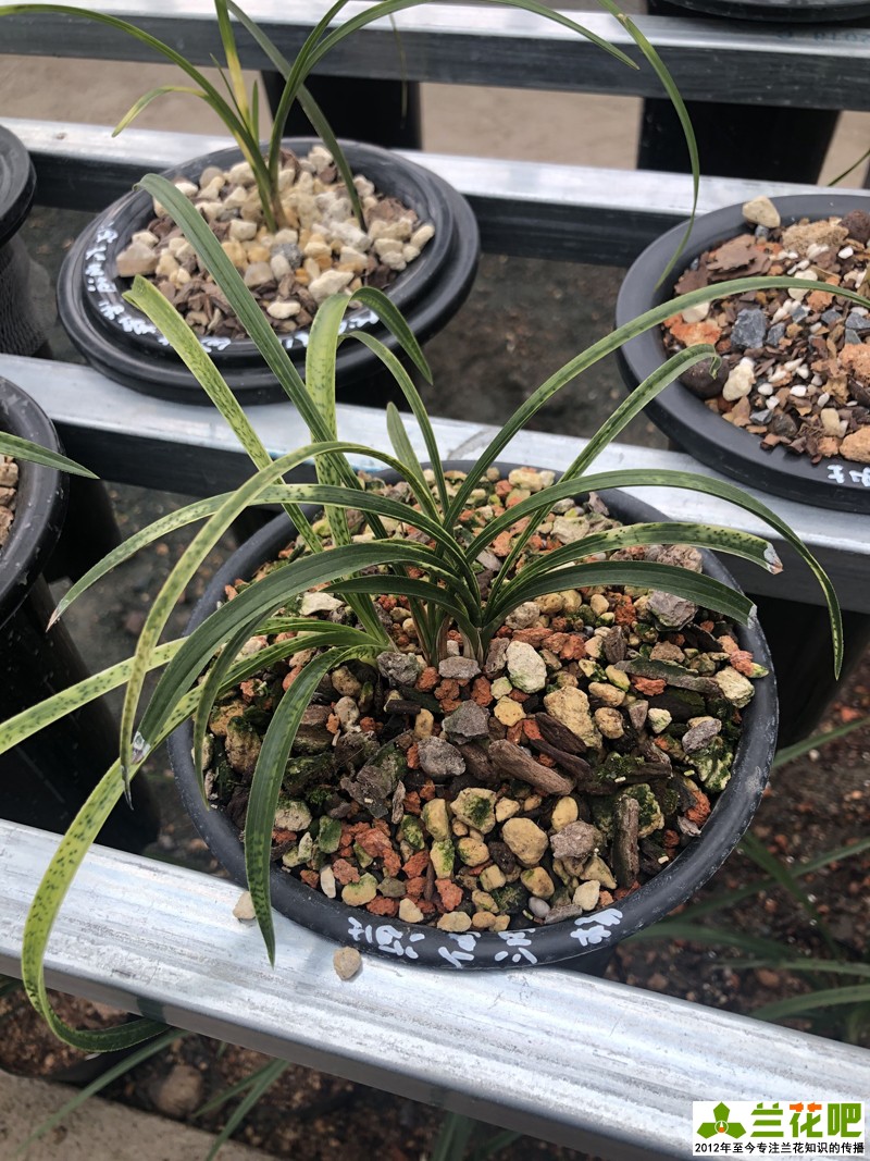 养兰花为什么“润”难掌握，如何找到润的平衡点，达到想要的润