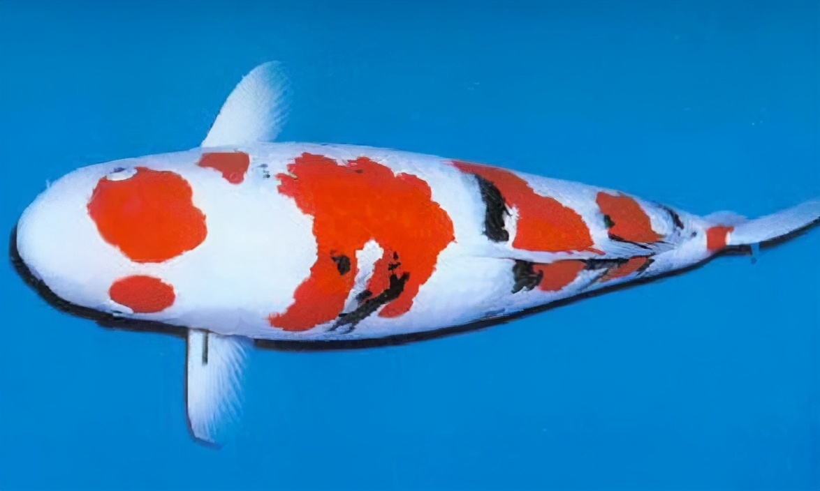 锦鲤的十三个大类名字叫什么,锦鲤十三鳞