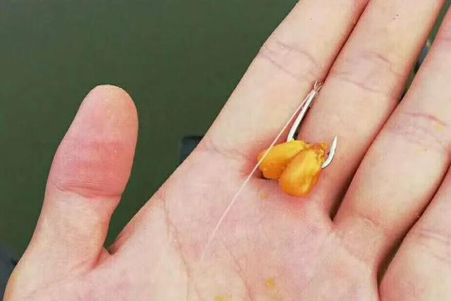 高手分享钓大鱼的5个必备技巧,水越浅钓的越远吗