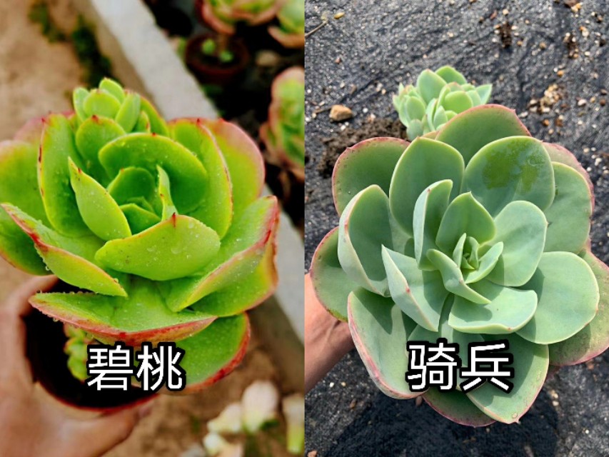 让人脸盲容易混淆的多肉品种10组，这些你都能分得清楚吗？