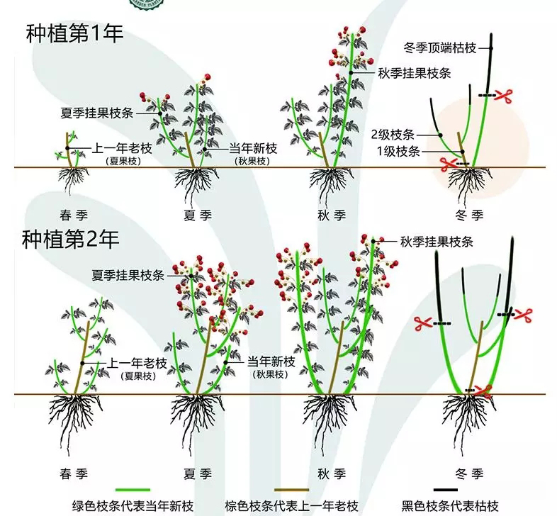 适合广东种植的双季树莓,北方双季树莓