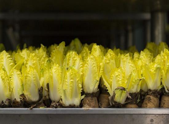 芽球菊苣第一次收割是多少天,芽球菊苣种子种植时能见光吗