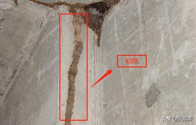 堆砂白蚁分类,白蚁的基本防治方法有哪些