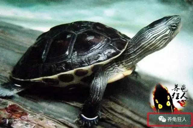 南石龟草龟花龟哪个体型大,草龟花龟珍珠龟哪个更好养