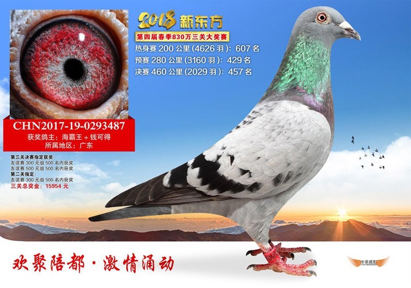 海霸王詹森纪录,冠霖公棚2017年获奖鸽欣赏