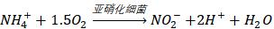 硝化细菌如何判断养好了,硝化细菌培养的好不好怎么看