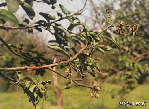 苹果腐烂病或根腐病怎么治,苹果干腐病最佳防治方法